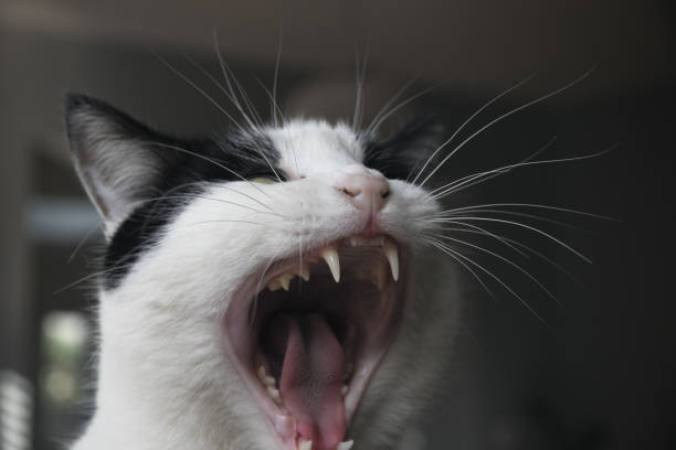 istock Closeup of a black and white cat yawning 1271543821