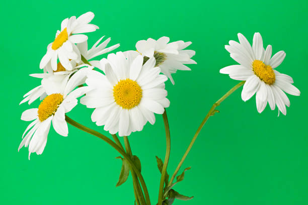 istock white camomiles on green background. full depth of field 1271543868