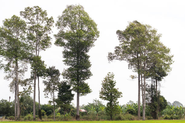 Great views alatus growing tall near a residential area in the countryside of Thailand agriculture.