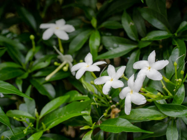 istock Flowers Close-up, Water Jasmine 1271545513