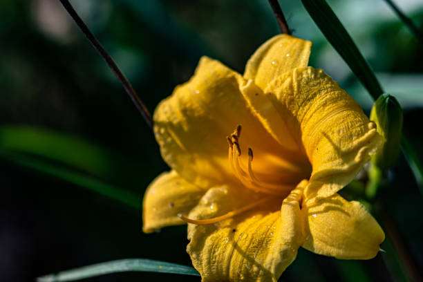 istock Nymphoides blooming in the water 1271546703