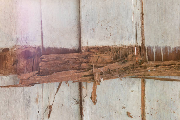 istock Moldy walls, wood beams. 1271547546