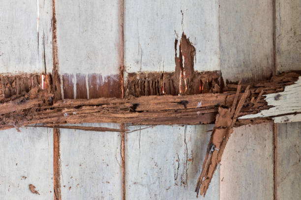 istock Moldy walls, wood beams. 1271547567