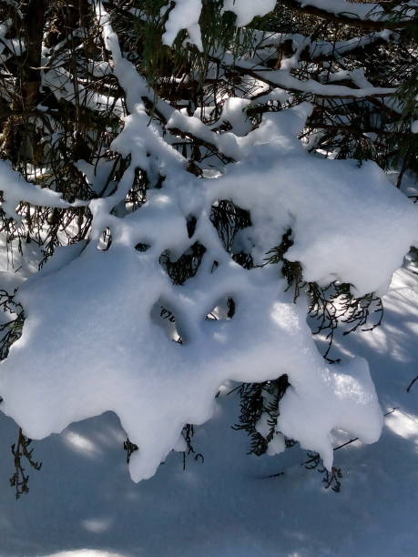 istock Gathering of snow on leaf after fresh snowfall at Manali, Snow texture wallpaper. Selective focus, snowfall natural background 1271547730