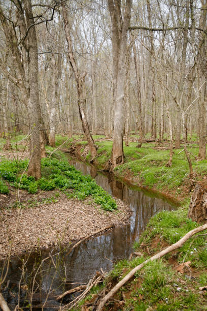 istock Stream running through spring woodland forest 1271547854