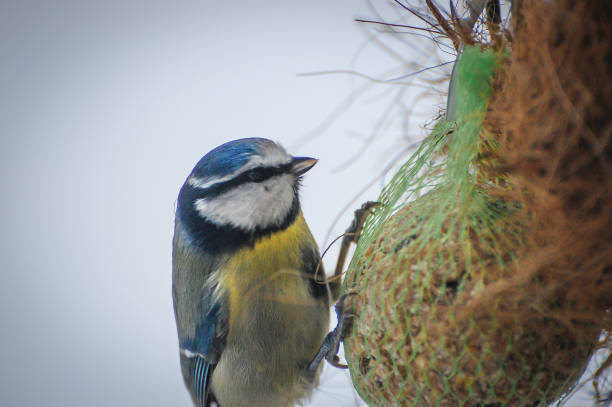 istock Blue Tit Gripping On Fat Ball 1271548055
