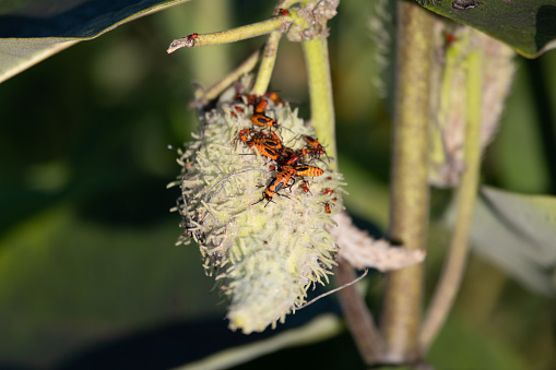 Red milkweed bugs crawling over a milkweed seedpod in Maryland towards the end of summer.