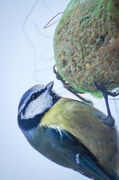istock Blue Tit Feeding on Fat Ball 1271548706