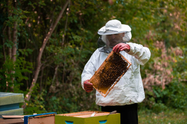 istock Checking the hives stock photo 1271549025