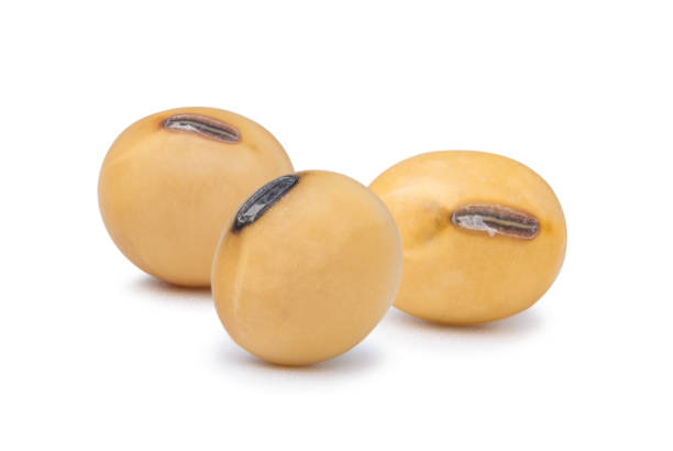 istock Three yellow dry soybean seed isolated on white background with clipping path. 1271549252