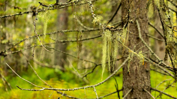 musgo largo cuelga de un árbol viejo - forest tundra fotografías e imágenes de stock