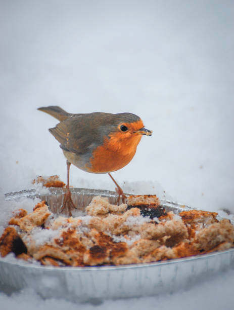 Bird - Robin, redbreast, wildlife