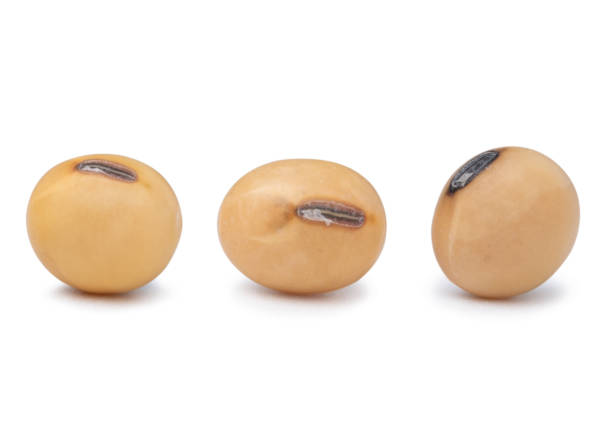 istock Three yellow dry soybean seed isolated on white background with clipping path. 1271549587