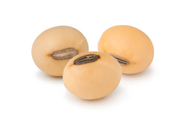istock Three yellow dry soybean seed isolated on white background with clipping path. 1271550130