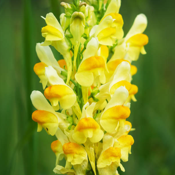 istock Yellow Snapdragon flower grows on the field. 1271551018