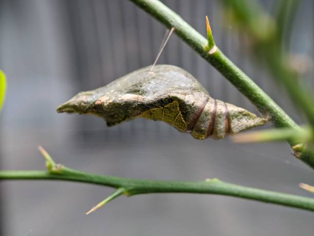 beautiful cocoons with macro lenses