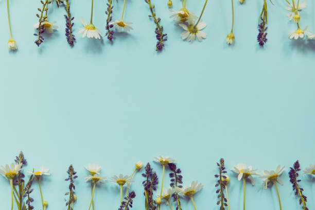 istock Meadow flowers lying as a frame on pastel background. 1271551737