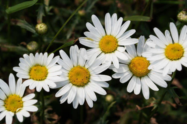 istock Wild chamomile flowers on a field on a sunny day. Selective focus 1271552649