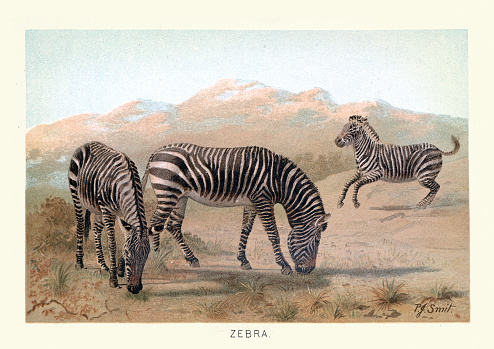 Vintage illustration of Zebra, Wildlife of Africa, 19th Century