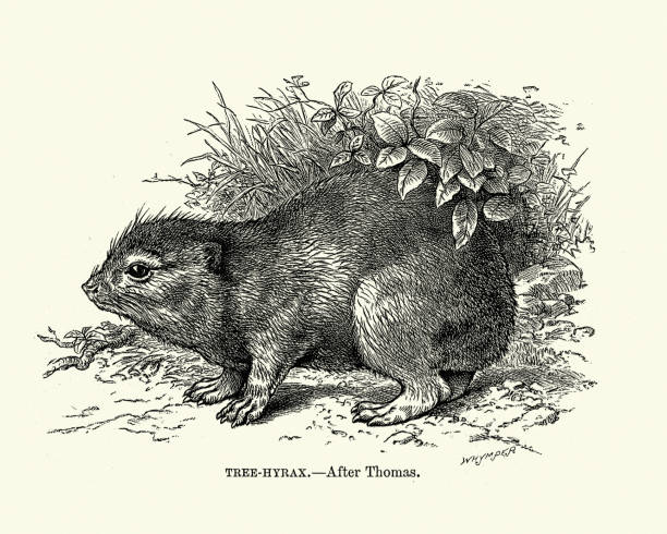 Tree hyrax or tree dassie Vintage illustration of a Tree hyrax or tree dassie is a small nocturnal mammal native to Africa. hyrax stock illustrations