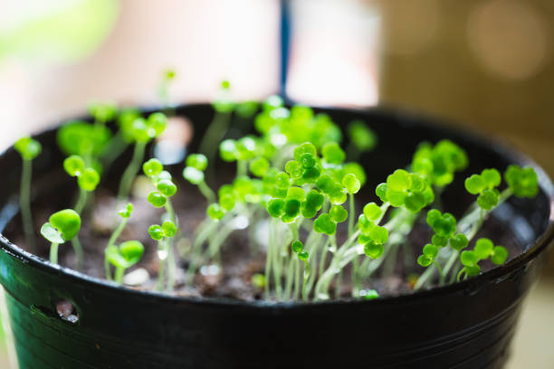 istock Closeup nature view of young watercress seedlings 1271553691