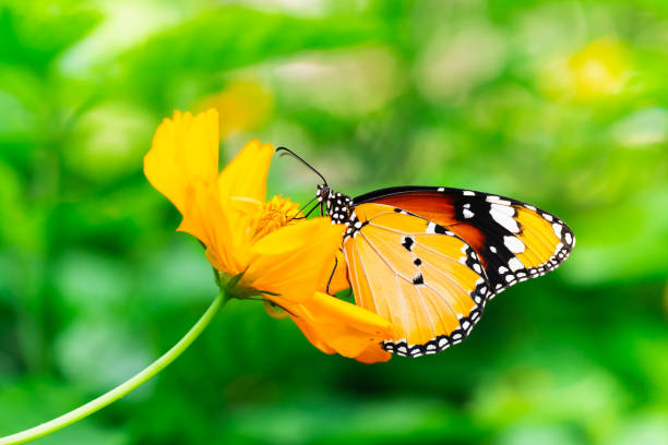 istock Closeup colorful Thai butterfly on yellow flower 1271553699