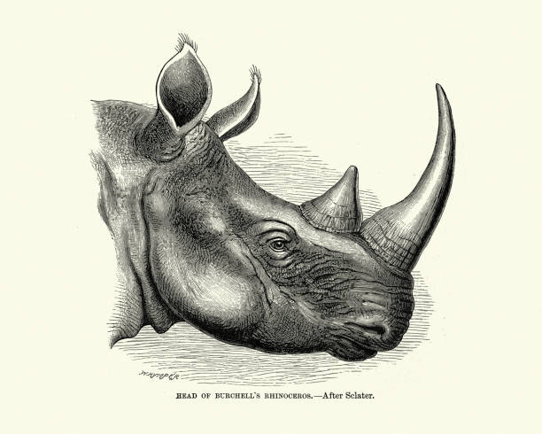 버첼의 코뿔소 (세라토리움 시멈 부르첼리) - burchellii stock illustrations