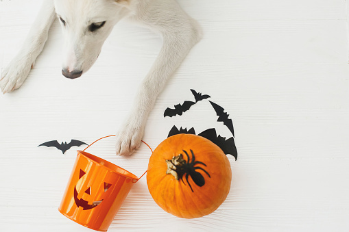 Puppy holding Jack o lantern candy pail on white background with pumpkin, bats and spider decorations, celebrating halloween at home. Top view with space for text. Trick or treat!