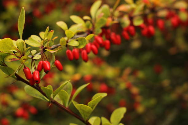 Berberis thunbergii Japanese barberry berberis plant shrub red oval shaped berries green leaves with a blurred background
