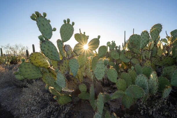istock Sunburst through Cacti in Tuscon Arizona 1271557327