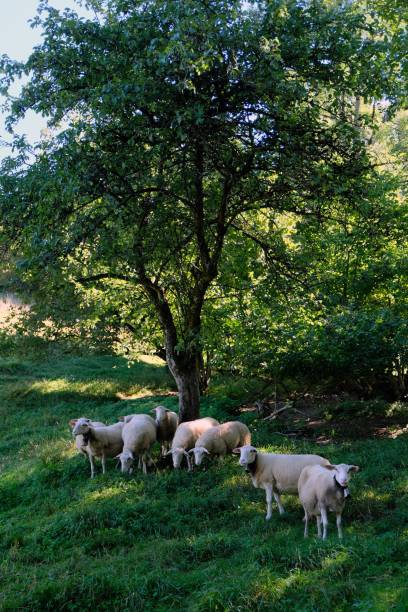 istock A flock of sheep In a field 1271558209
