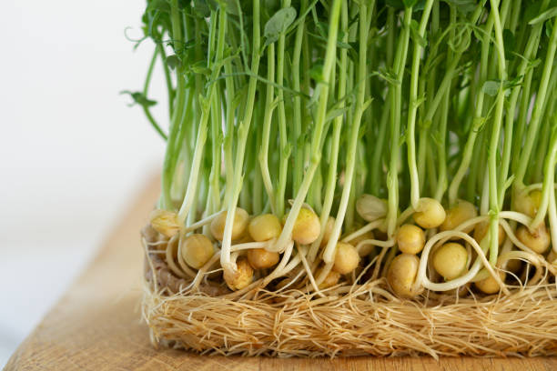 brotos de ervilha jovens crescendo de perto microverde - microbiotic - fotografias e filmes do acervo