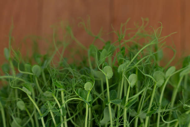 folhas de micro verduras de ervilha close-up - microbiotic - fotografias e filmes do acervo