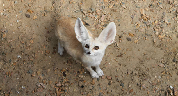 Fennec fox or vulpes zerda wild animal top view