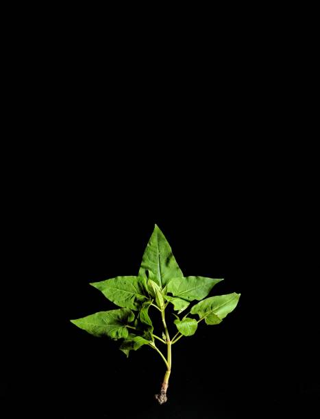 istock Indoor plant on black background. decorative concept 1271559696
