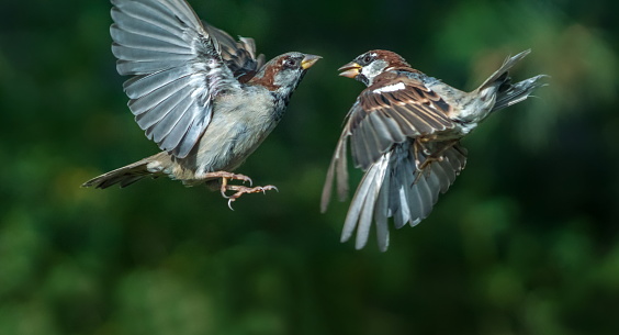 Two sparrow´s,Eifel,Germany.\nPlease see more similar pictures of my Portfolio.\nThank you!