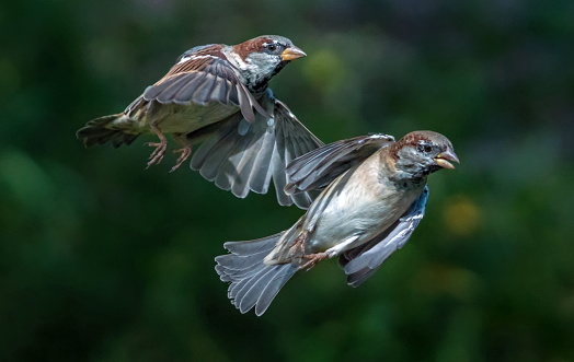 Two sparrow´s,Eifel,Germany.\nPlease see more similar pictures of my Portfolio.\nThank you!