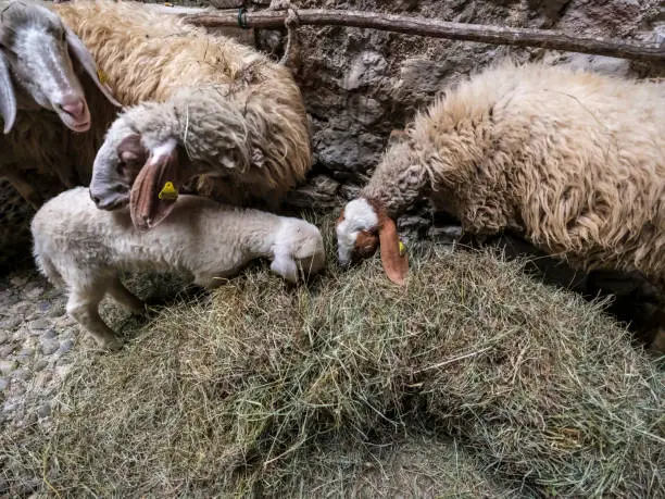 Comisana sheep of indigenous breed in the sheepfold with lamb