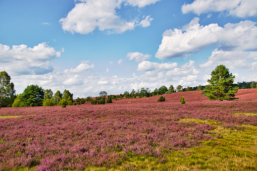 Heath blossom in the Lüneburg Heath near Bispingen