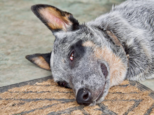 istock A laid-back Australian Cattle Dog lying on a doormat 1271562950
