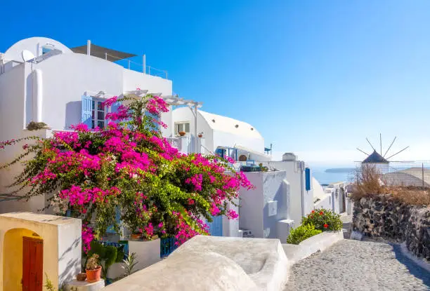 Greece. Sunny summer day on the empty street Oia on the Santorini island. A large flowering bush and a windmill in the distance