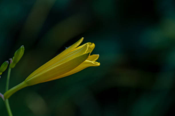 istock Yellow day lily, lily on the blurred dark background 1271564870