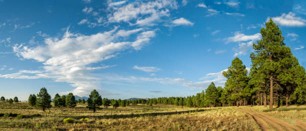 istock Meadow Bordered by Ponderosa Pines 1271565062