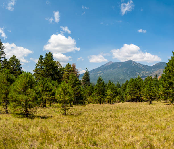 San Francisco Peaks Flagstaff is surrounded by the 1.8 million-acre Coconino National Forest, one of the largest national forests in the country. This national forest has a diversity of habitat ranging from desert to mountain peaks. It is also home to the largest contiguous Ponderosa Pine forest in North America. Interspersed among the pines are vast meadows of grasses and seasonal wildflowers. This grassy meadow ringed by Ponderosa Pines was photographed from the Sunset Trail located in the Mount Elden Dry Lake Hills north of Flagstaff, Arizona, USA. jeff goulden flagstaff stock pictures, royalty-free photos & images