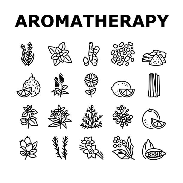 ilustrações, clipart, desenhos animados e ícones de ícones da coleção de ervas de aromaterapia definem ilustração vetorial - flower essence