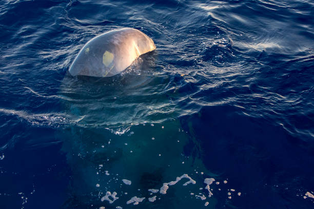 istock Sperm Whale at sunset in mediterranean Sea 1271566198