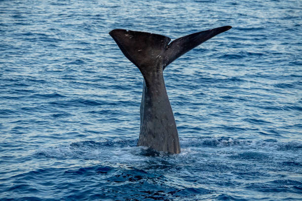 istock Sperm Whale at sunset in mediterranean Sea 1271566234