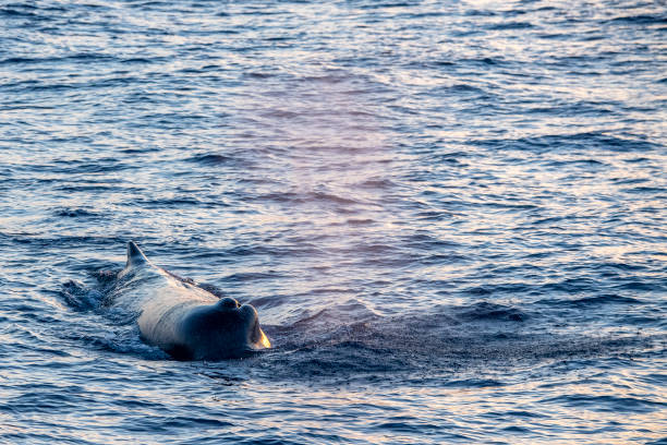 istock Sperm Whale at sunset in mediterranean Sea 1271566251