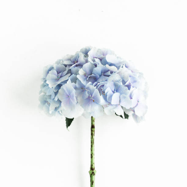 Blue hydrangea flower on the white background. Flat lay, top view