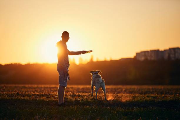 istock Man throwing flying disc for his dog 1271567839